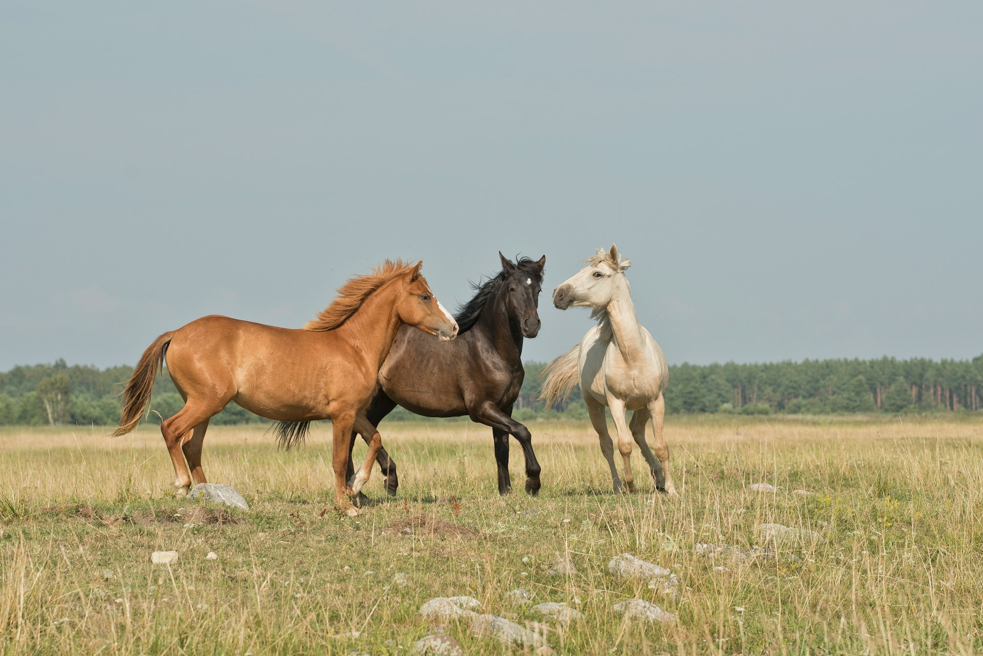 Balade à cheval